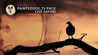 LIVE Safari Sponsored by the Painteddog.tv Pack | 27 January 2025