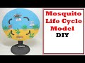 Mosquito Life Cycle Model For Science Project - DIY using cardboard | craftpiller @howtofunda