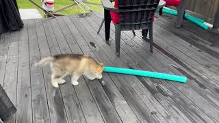 Malamute Puppy Unsure of Pool