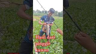 Nila mh dr pinggir juga ada babon nya kawan #nilababon