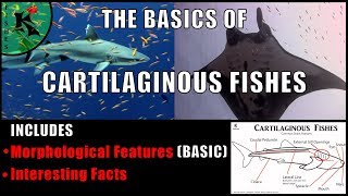 The Basics of Sharks, Skates, Rays and Chimaeras (Cartilaginous Fishes)  | Koaw Nature Lesson 4