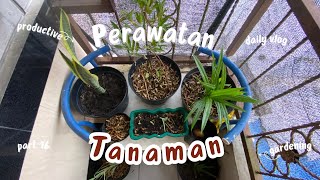 Perawatan tanaman dan cek kompos yang bikin kaget