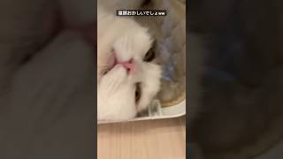 スコティッシュフォールドのやばい寝顔 #かわいい猫 #かわいい動物 #ねこのいる生活 #ねこ動画 #癒し #猫 #スコティッシュフォールド #おもしろい動物 #shorts #short