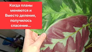 Деление Калатеи и пересадка. Калатея Псевдовейча/ Calathea pseudoveitchiana. Видео от 17 января 2025