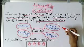 Heredity - Evolution and variations in beetle population #class10 #biology #heredity #geneticdrift