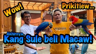 Kang Sule Sultan Tambun Beli Macaw ! Prikitiew #macaw