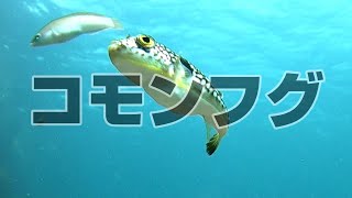 【水中映像 魚図鑑】コモンフグ No.UZ0010