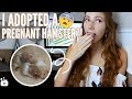 I ADOPTED A PREGNANT HAMSTER?! 😱 Meet Honey & the babies!