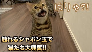 触れるシャボン玉をたくさん吹いたらルトロゼ大はしゃぎ！！