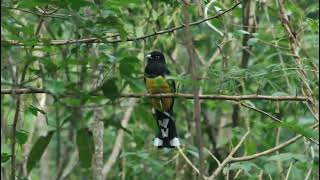 Black-headed Trogon