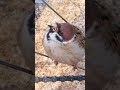 足、汚れるよ birds すずめ スズメ 雀 sparrow