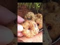 vada recipe in mini kitchen shorts ytshorts meduvada vadarecipes meduvadarecipe gari telugu