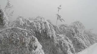 2019年第一场雪，大兴安岭漠河下大雪了！路边白桦树都让雪压弯了