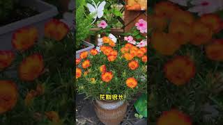 这个#重瓣太阳花 真是太好看了，还特别好养，花开满园#太阳花 #shorts