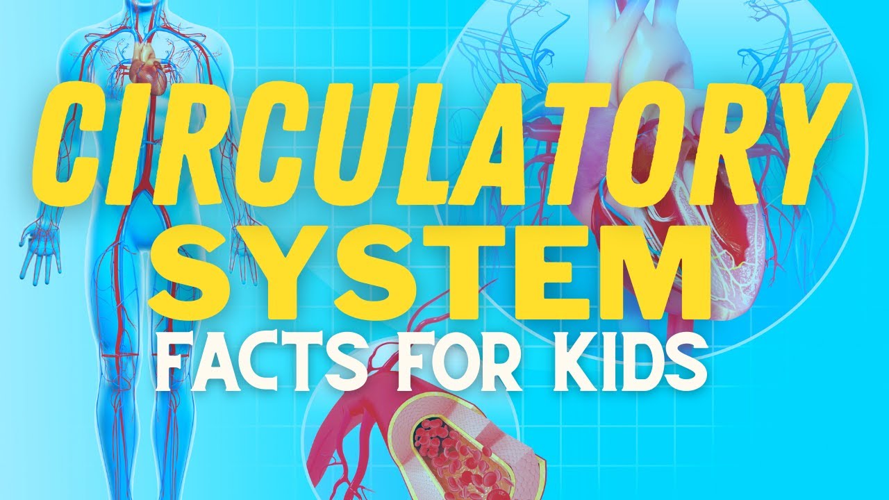 Circulatory System Explained For Kids