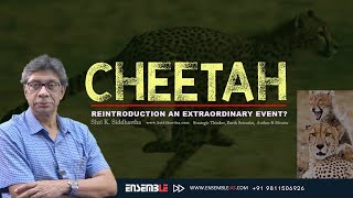 CHEETAH REINTRODUCTION   AN EXTRAORDINARY EVENT?