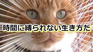 猫さん夜は元気。では昼は・・？【侵入した野良仔猫】～家猫修行中～