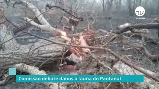 Comissão debate danos à fauna do Pantanal - 09/10/20