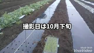 玉ねぎ栽培～植え付け編 その1 (品種とマルチ穴あけ)