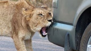 Lion Versus a Car's Bumper - Latest Wildlife Sightings