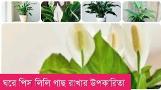 পিস লিলি প্ল্যান্ট এর উপকারিতা কি?What is the benefit of keeping peace lily in the house?