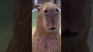 Capybara chewing #capybara #zoo #animals #cute #cuteanimals #chewing #shorts #closing #smile #park