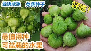 如果再有一块地, 我会全都种上它！盆栽【酸浆/菇娘果/灯笼果】大丰收, 无虫害, 少管理, 太好吃了！Planting ground cherry/tomatillo