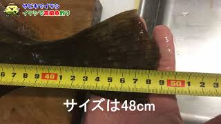 イワシ釣って泳がせたら高級魚釣れた。