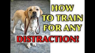 Dog Training Tutorial: Loose Leash Walking With Distractions!