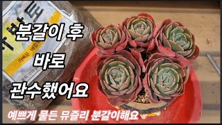 색감이   너무  예쁜 뮤즐리 군생을  분갈이해요 ~! 뮤즐리도 잎이 반만 마르네요~ 이런 다육은 정기관수를 하고 한번 물을 줄 때 푹~줘야합니다~