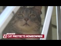 house cat protects family from intruder