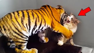 Mother Cat Adopts A Tiger Cub. A Few Years Later, The Tiger Does Something No One Expected!