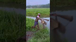 മൺസൂൺ പരൽ ചാകര | cast net fishing monsoons