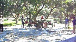 Φιστίκια αιγίνης Συγκομιδή, Pistachio harvesting