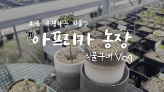 [식집사 식쇼 Vlog] 아프리카 식물/ 김포 아프리카 농장/ 희귀 아프리카 식물/ 식물 구매 Vlog