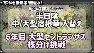 【半日陰 植物入れ替え】 広くなくてもたくさん植えたい！ ６年越しのセントランサス 株分けできる⁈ 宿根草 寒冷地 ガーデニング 【2024-16】