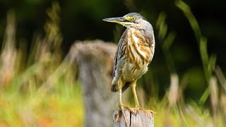 STRIATED HERON (BUTORIDES STRIATA), SOCOZINHO, Birds of flooded regions, Birds that fish.