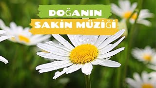 Doğanın İyileştirici Sesleri ve Rahatlatıcı Müzik * Papatyalar Eşliğinde Rahatlayın, Stres Atın