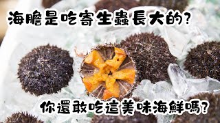 海膽是吃寄生蟲長大的？你還敢吃這美味海鮮嗎？｜冷知識｜陰謀論｜中文字幕