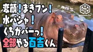 【旭山動物園】変顔！まきフン！水バシャ！くちガバーっ！カバらしいこと全部やる百吉お父さん [Asahiyama Zoo] Baby Hippo Nagiko's Dad, Momokichi