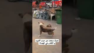 عمرك سمعت عن حرب القرود و الكلاب في الهند؟!