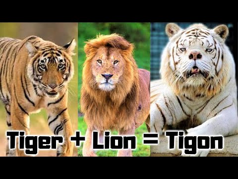 15 New Hybrid Animals Created Recently 15 New Hybrid Animals Created Recently