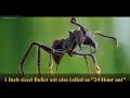 paraponera clavata is a species of ant known as