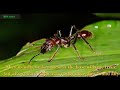 paraponera clavata is a species of ant known as