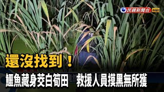 鱷魚躲茭白筍田  救援人員摸黑搜－民視台語新聞