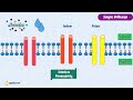 membrane transport mechanisms passive transport