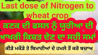 ਕਣਕ ਨੂੰ ਯੂਰੀਆ ਦੀ ਆਖਰੀ ਕਿਸ਼ਤ ਦਾ ਸਹੀ ਸਮਾਂ, ਬਿਮਾਰੀ ਤੇ ਕੀੜੇਮਕੌੜੇ ਤੋਂ ਬਚਾਅ Last dose of urea to wheat crop