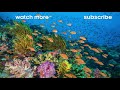 lemon sharks hunting in shallow water bbc earth