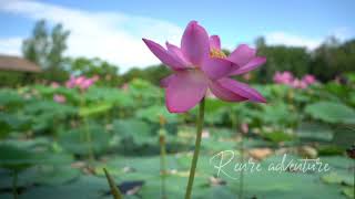 lotus bloom@renreadventure8552