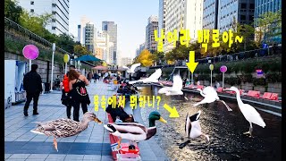 외국인들만 있는 평일 가을청계천 🦢 🦆/ #청계천 #백로  #왜가리 #청둥오리 #잉어 #가을 #외국인